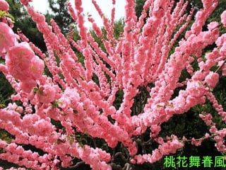 桃花舞春風 