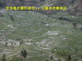 世界最壯觀的梯田 => 元陽老虎嘴梯田 