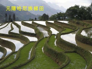 元陽哈尼族梯田 