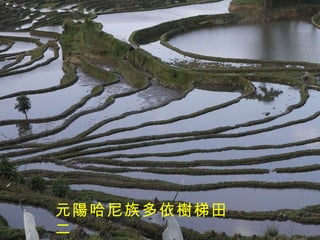 元陽哈尼族多依樹梯田二 