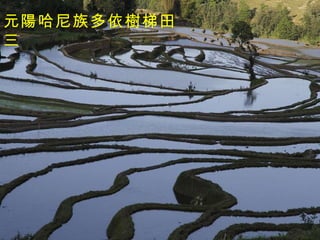 元陽哈尼族多依樹梯田三 