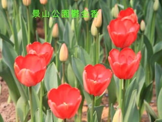 景山公園鬱金香 