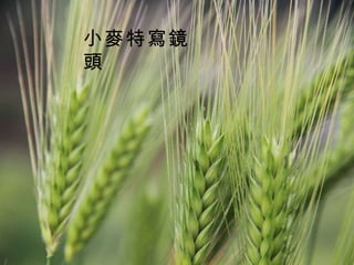 小麥特寫鏡頭 
