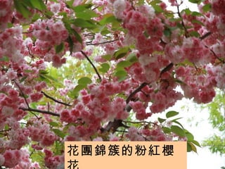 花團錦簇的粉紅櫻花 