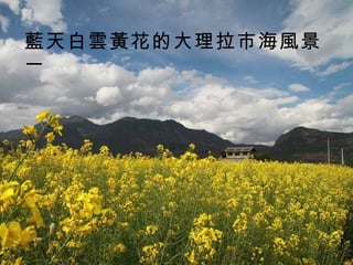 藍天白雲黃花的大理拉市海風景一 