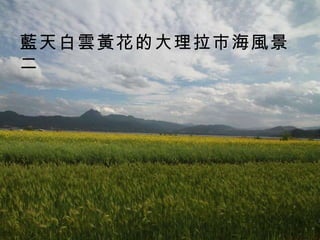 藍天白雲黃花的大理拉市海風景二 