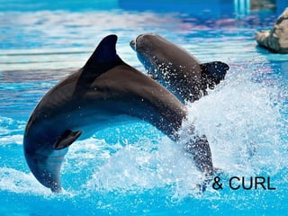 & CURL 