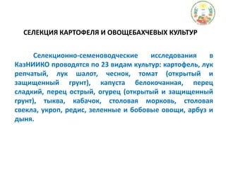 СЕЛЕКЦИЯ КАРТОФЕЛЯ И ОВОЩЕБАХЧЕВЫХ КУЛЬТУР           Селекционно-семеноводческие исследования в КазНИИКО проводятся по 23 видам культур: картофель, лук репчатый, лук шалот, чеснок, томат (открытый и защищенный грунт), капуста белокочанная, перец сладкий, перец острый, огурец (открытый и защищенный грунт), тыква, кабачок, столовая морковь, столовая свекла, укроп, редис, зеленные и бобовые овощи, арбуз и дыня.