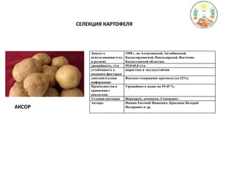 СЕЛЕКЦИЯ КАРТОФЕЛЯАКСОР