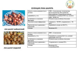 СЕЛЕКЦИЯ ЛУКА ШАЛОТАЛУК ШАЛОТ КАЙНАРСКИЙЛУК ШАЛОТ ВОДОЛЕЙ