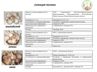 СЕЛЕКЦИЯ ЧЕСНОКАЗАИЛИЙСКИЙАРМАННИКИ