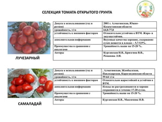 СЕЛЕКЦИЯ ТОМАТА ОТКРЫТОГО ГРУНТАЛУЧЕЗАРНЫЙСАМАЛАДАЙ