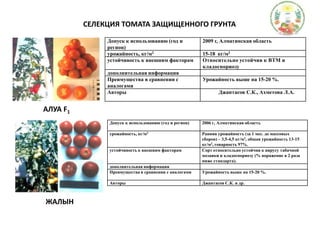 СЕЛЕКЦИЯ ТОМАТА ЗАЩИЩЕННОГО ГРУНТААЛУА F1ЖАЛЫН
