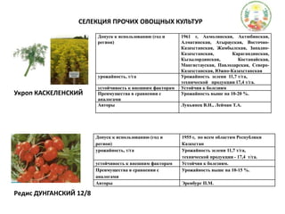 СЕЛЕКЦИЯ ПРОЧИХ ОВОЩНЫХ КУЛЬТУРУкроп КАСКЕЛЕНСКИЙРедис ДУНГАНСКИЙ 12/8