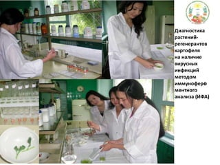 Диагностика растений-регенерантов картофеля на наличие вирусных инфекций методом иммуноферөментногоанализа (ИФА)