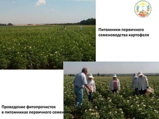 Питомники первичного семеноводства картофеляПроведение фитопрочистокв питомниках первичного семеноводства