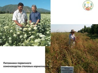 Питомники первичного семеноводства столовых корнеплодов