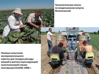 Технологические опытыпо возделыванию капусты белокочаннойПолевые испытания экспериментального агрегата для посадки рассады овощей и растила мульчирующей полиэтиленовой пленки конструкции КазНАУ, 2008 г.