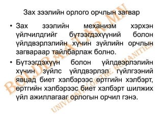 Зах зээлийн орлого орчлын загвар
• Зах    зээлийн     механизм     хэрхэн
  үйлчилдгийг    бүтээгдэхүүний    болон
  үйлдвэрлэлийн хүчин зүйлийн орчлын
  загвараар тайлбарлаж болно.
• Бүтээгдэхүүн болон үйлдвэрлэлийн
  хүчин зүйлс үйлдвэрлэл гүйлгээний
  явцад биет хэлбэрээс өртгийн хэлбэрт,
  өртгийн хэлбэрээс биет хэлбэрт шилжих
  үйл ажиллагааг орлогын орчил гэнэ.
 