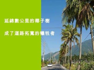 延綿數公里的椰子樹 成了道路拓寬的犧牲者 
