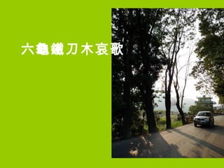 六龜鐵刀木哀歌 