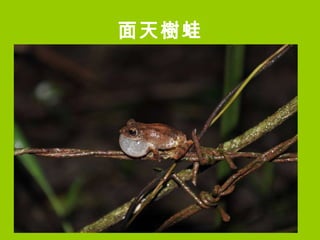 面天樹蛙 