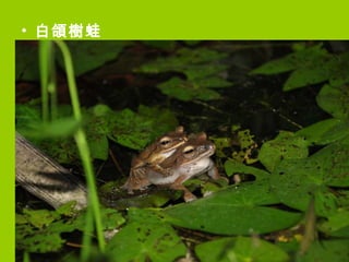 白頜樹蛙 