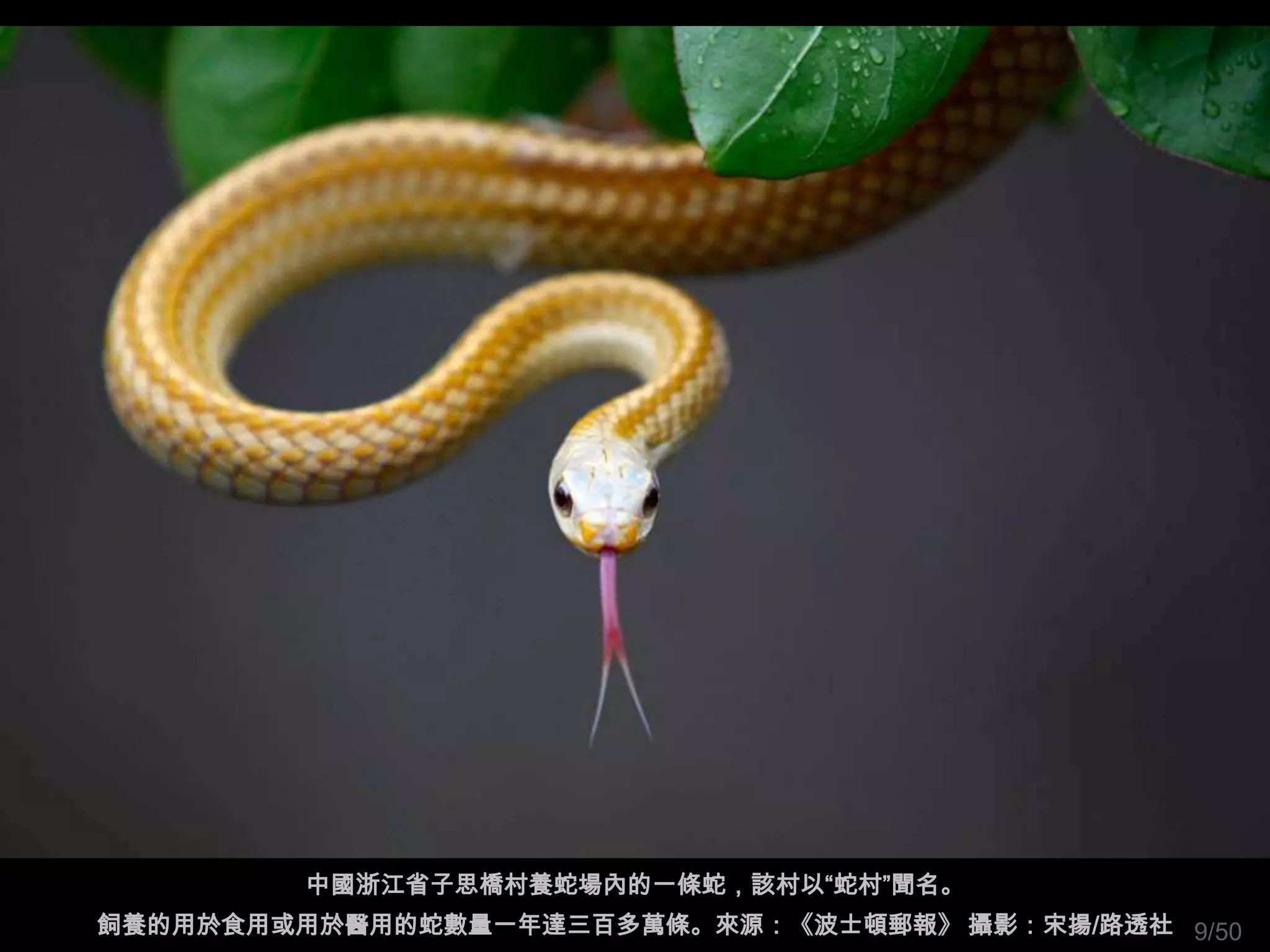 中國浙江省子思橋村養蛇場內的一條蛇，該村以“蛇村”聞名。
飼養的用於食用或用於醫用的蛇數量一年達三百多萬條。來源：《波士頓郵報》 攝影：宋揚/路透社 9/50
 