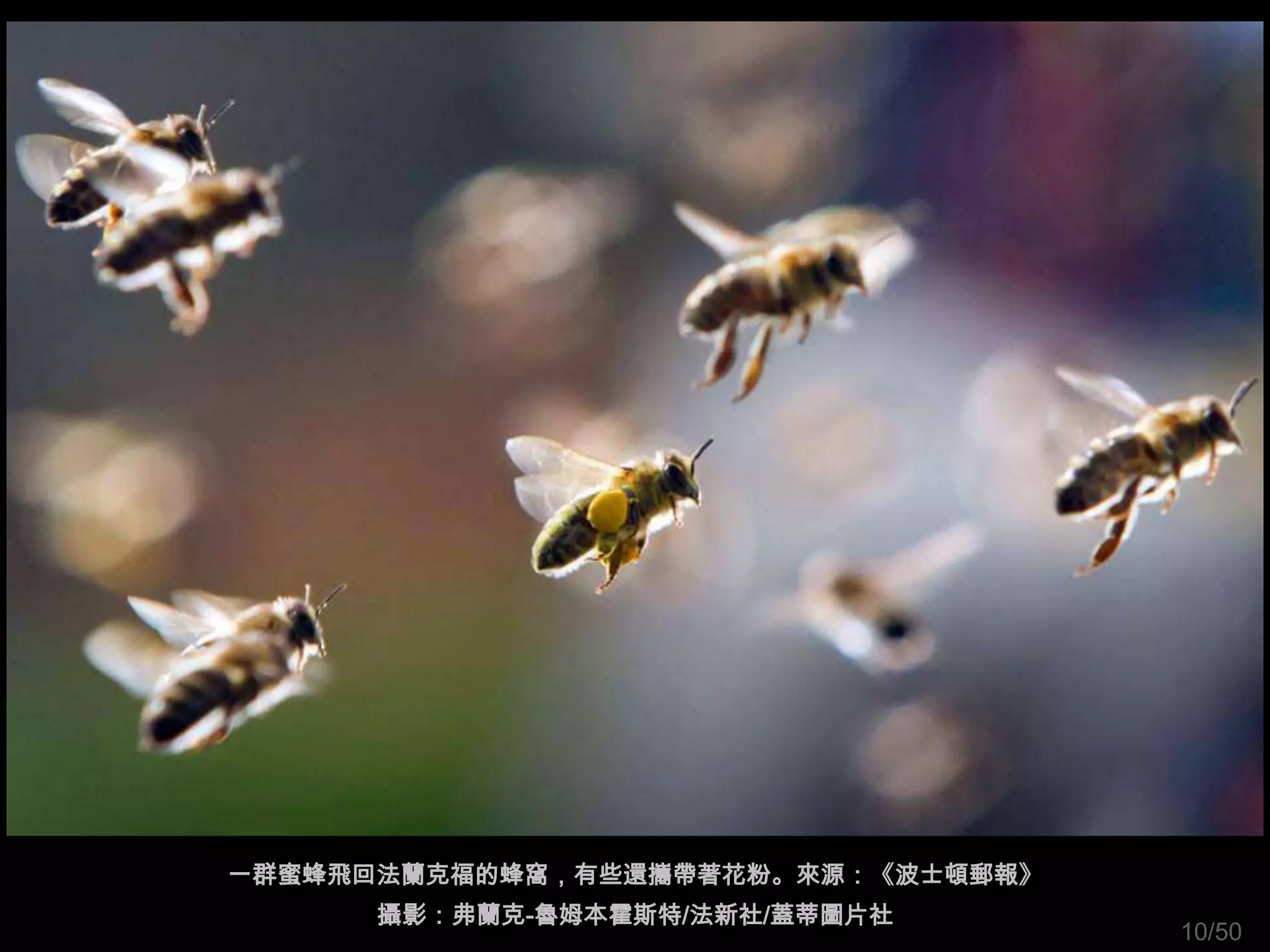 一群蜜蜂飛回法蘭克福的蜂窩，有些還攜帶著花粉。來源：《波士頓郵報》
      攝影：弗蘭克-魯姆本霍斯特/法新社/蓋蒂圖片社
                                    10/50
 