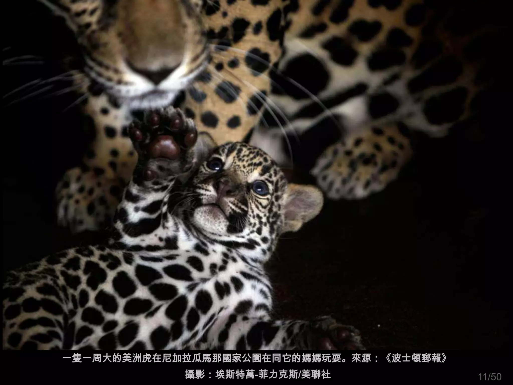 一隻一周大的美洲虎在尼加拉瓜馬那國家公園在同它的媽媽玩耍。來源：《波士頓郵報》
            攝影：埃斯特萬-菲力克斯/美聯社              11/50
 