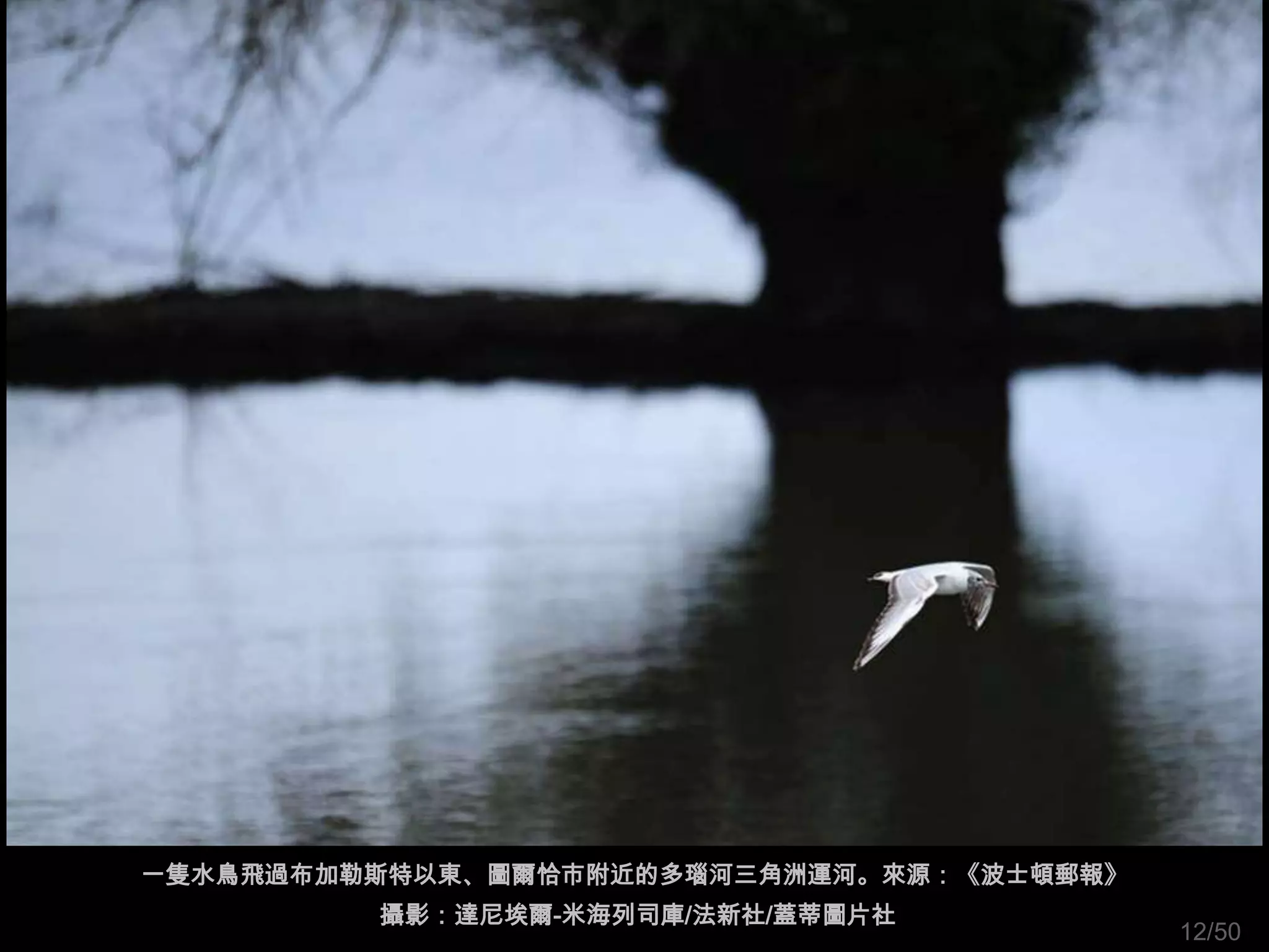 一隻水鳥飛過布加勒斯特以東、圖爾恰市附近的多瑙河三角洲運河。來源：《波士頓郵報》
         攝影：達尼埃爾-米海列司庫/法新社/蓋蒂圖片社
                                           12/50
 