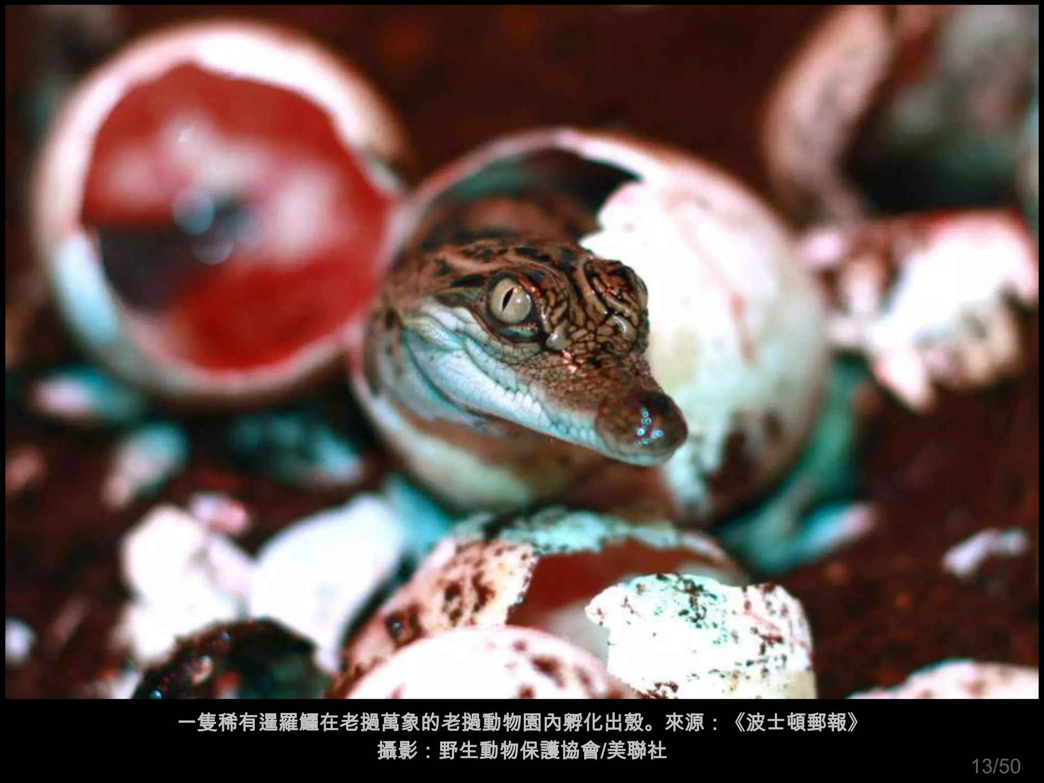 一隻稀有暹羅鱷在老撾萬象的老撾動物園內孵化出殼。來源：《波士頓郵報》
          攝影：野生動物保護協會/美聯社
                                     13/50
 