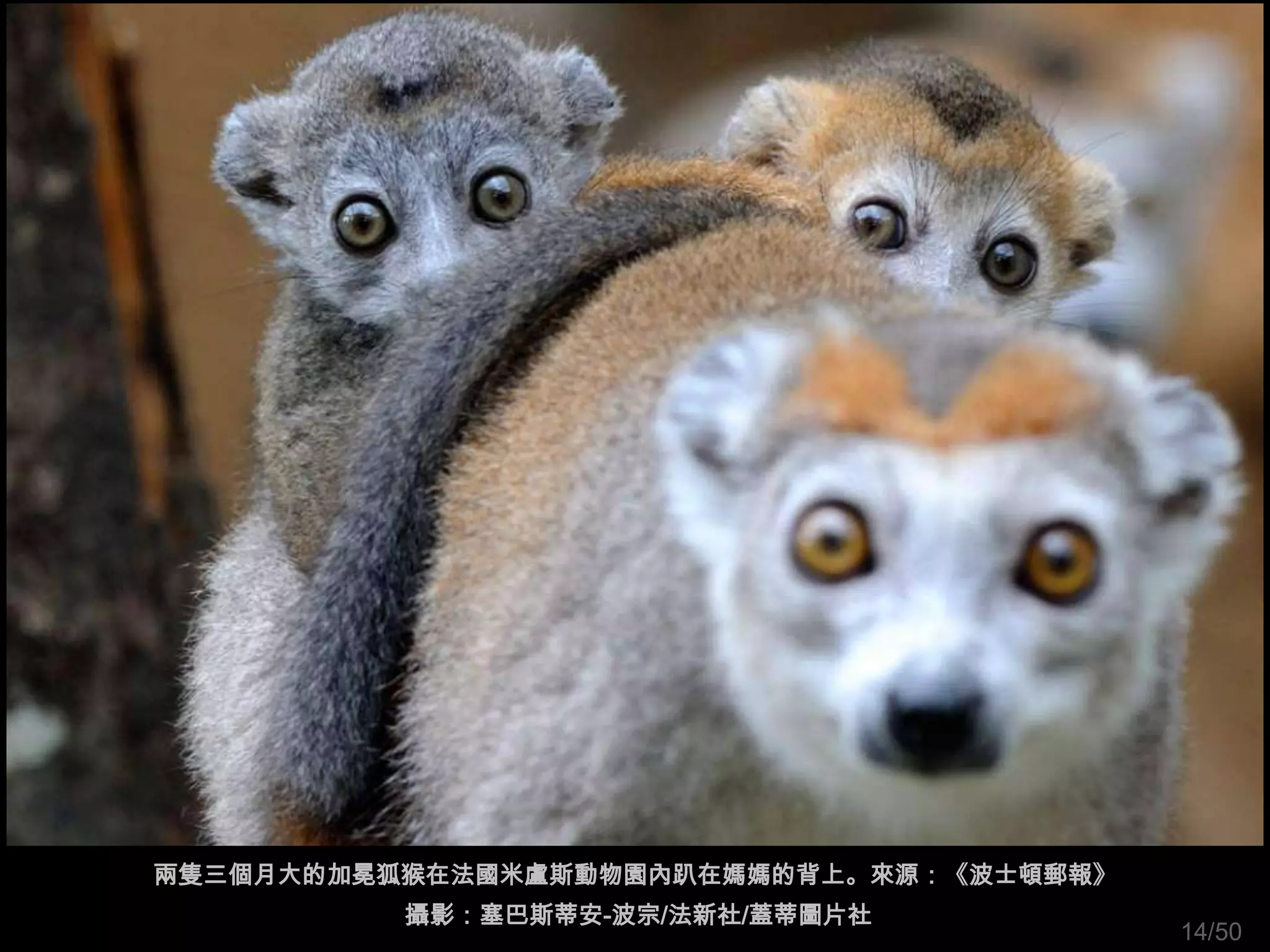 兩隻三個月大的加冕狐猴在法國米盧斯動物園內趴在媽媽的背上。來源：《波士頓郵報》
          攝影：塞巴斯蒂安-波宗/法新社/蓋蒂圖片社
                                          14/50
 