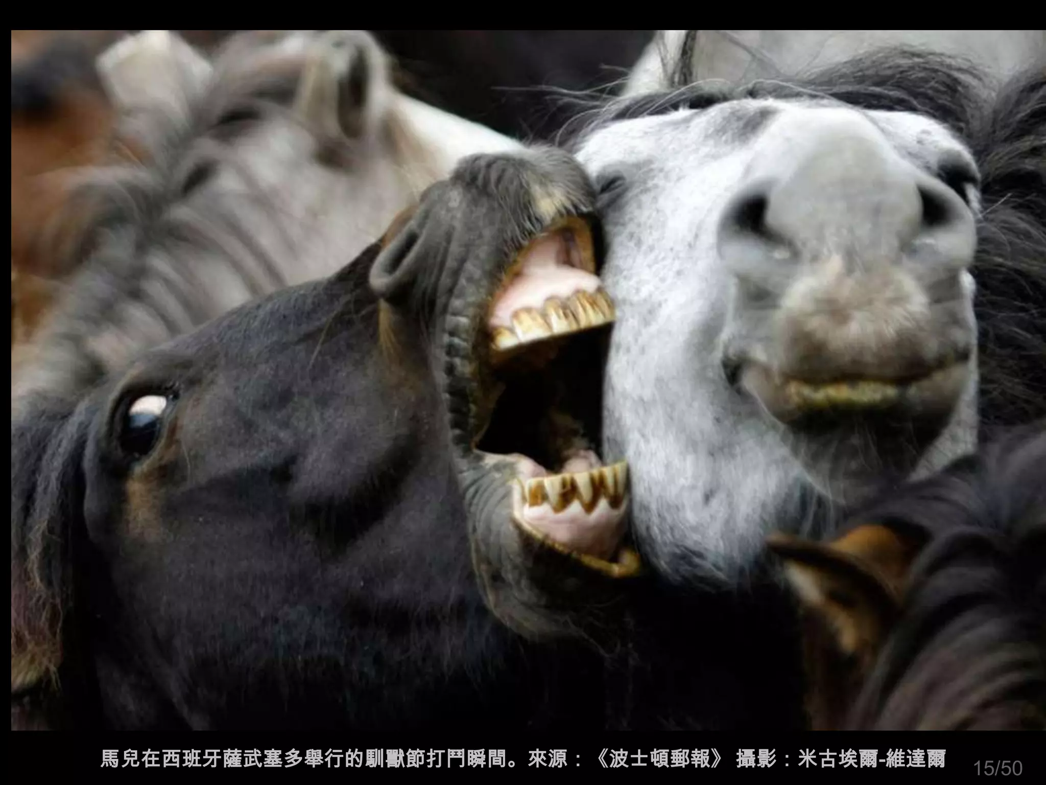 馬兒在西班牙薩武塞多舉行的馴獸節打鬥瞬間。來源：《波士頓郵報》 攝影：米古埃爾-維達爾   15/50
 