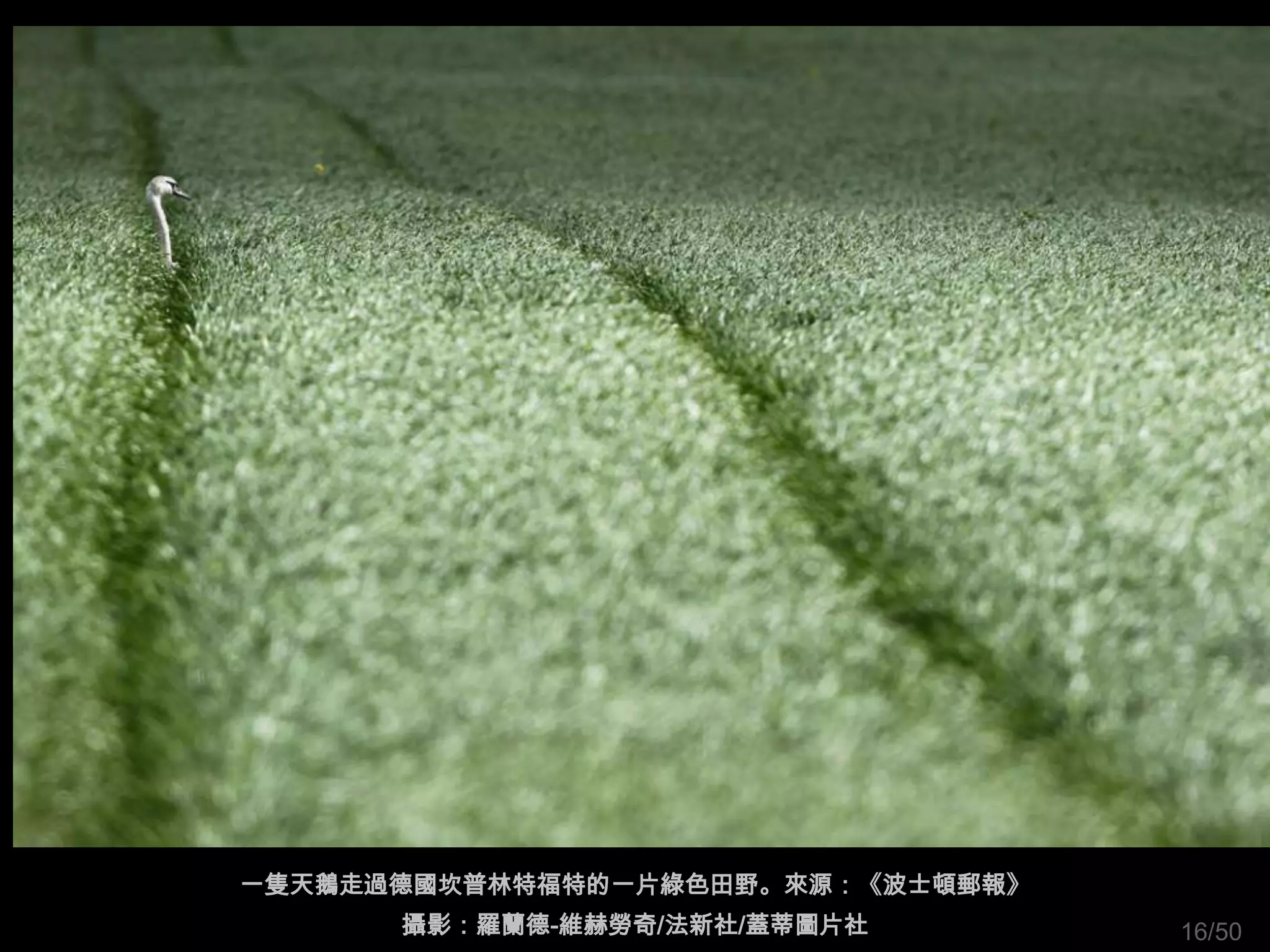 一隻天鵝走過德國坎普林特福特的一片綠色田野。來源：《波士頓郵報》
      攝影：羅蘭德-維赫勞奇/法新社/蓋蒂圖片社        16/50
 