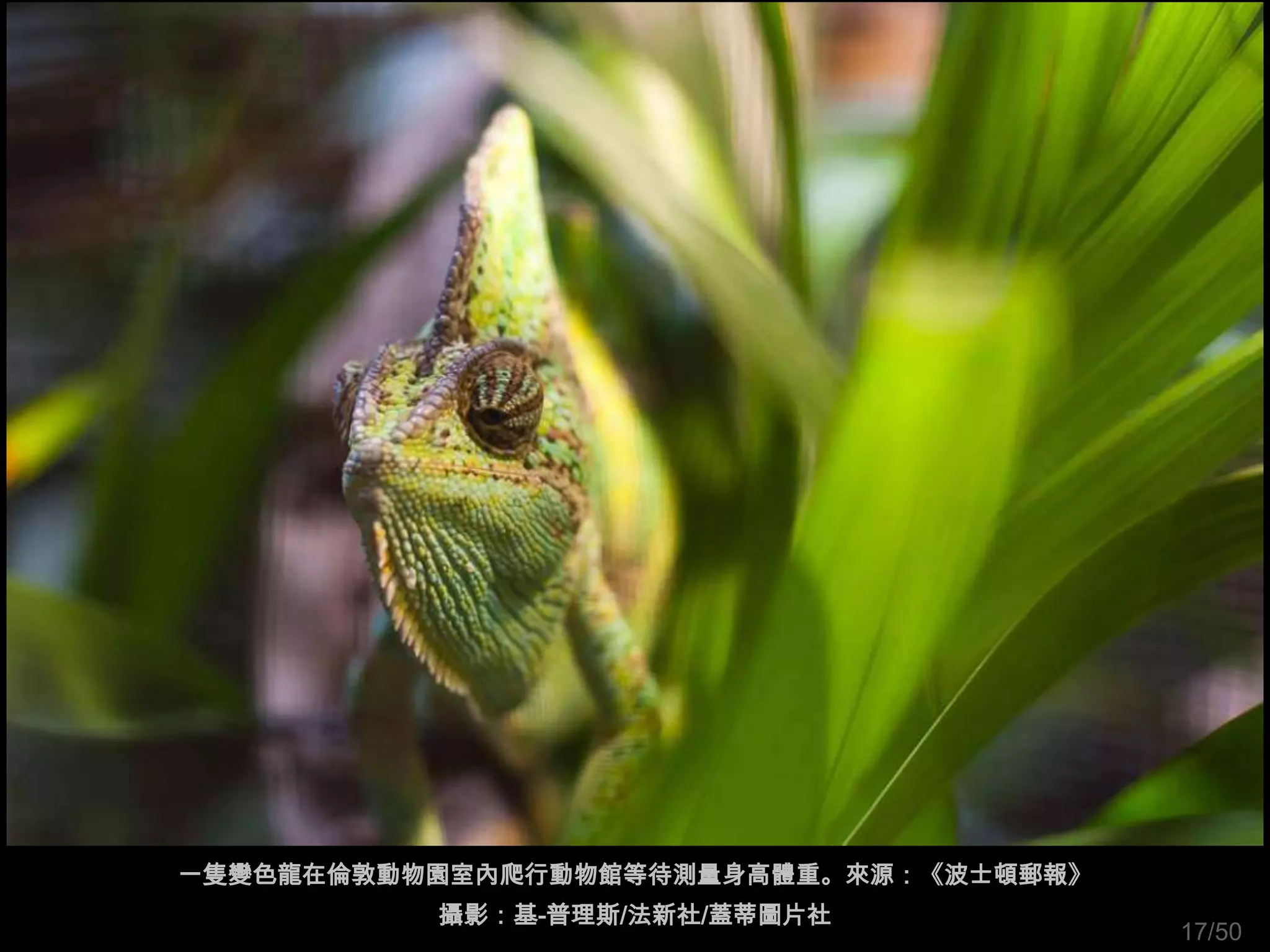 一隻變色龍在倫敦動物園室內爬行動物館等待測量身高體重。來源：《波士頓郵報》
          攝影：基-普理斯/法新社/蓋蒂圖片社
                                        17/50
 