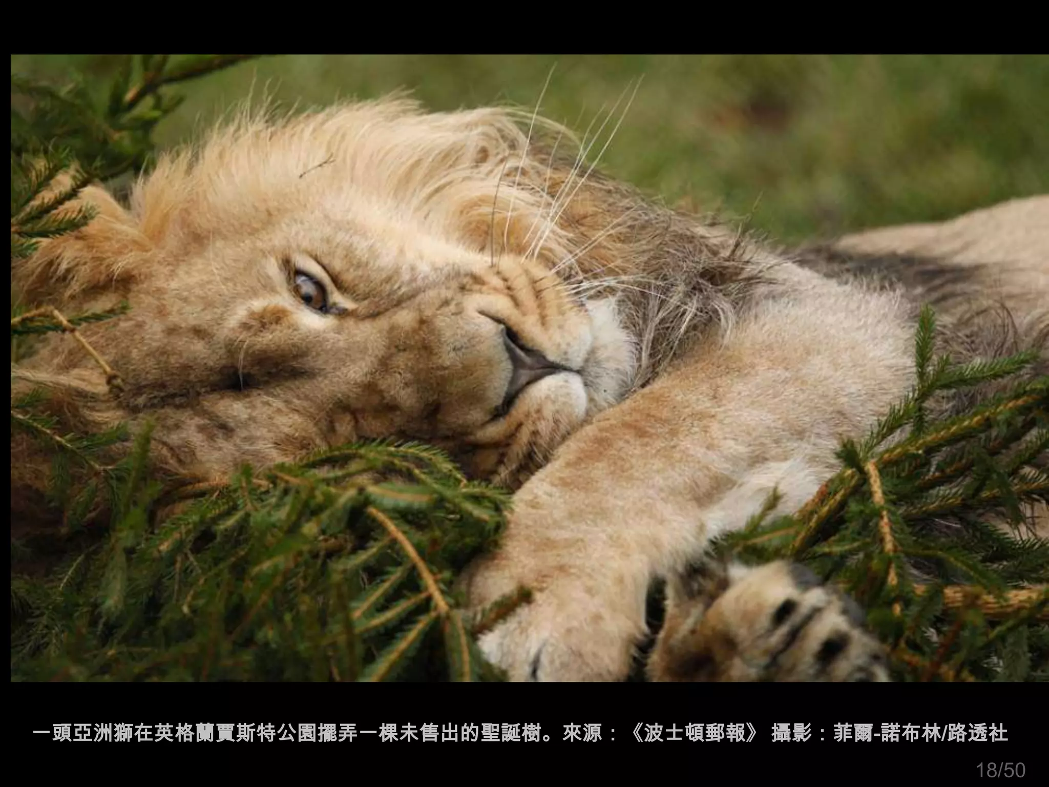 一頭亞洲獅在英格蘭賈斯特公園擺弄一棵未售出的聖誕樹。來源：《波士頓郵報》 攝影：菲爾-諾布林/路透社
                                                18/50
 