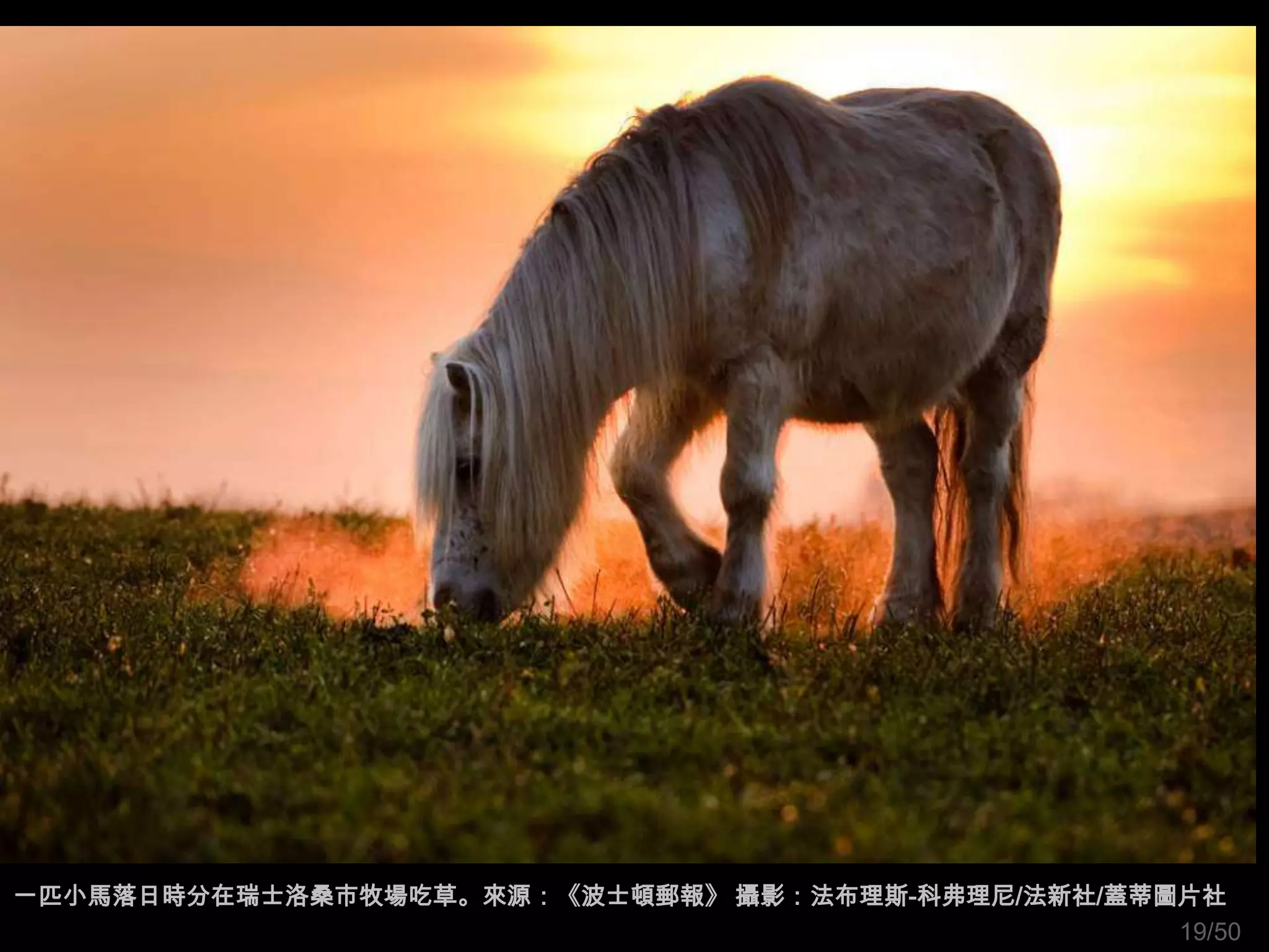 一匹小馬落日時分在瑞士洛桑市牧場吃草。來源：《波士頓郵報》 攝影：法布理斯-科弗理尼/法新社/蓋蒂圖片社
                                                  19/50
 