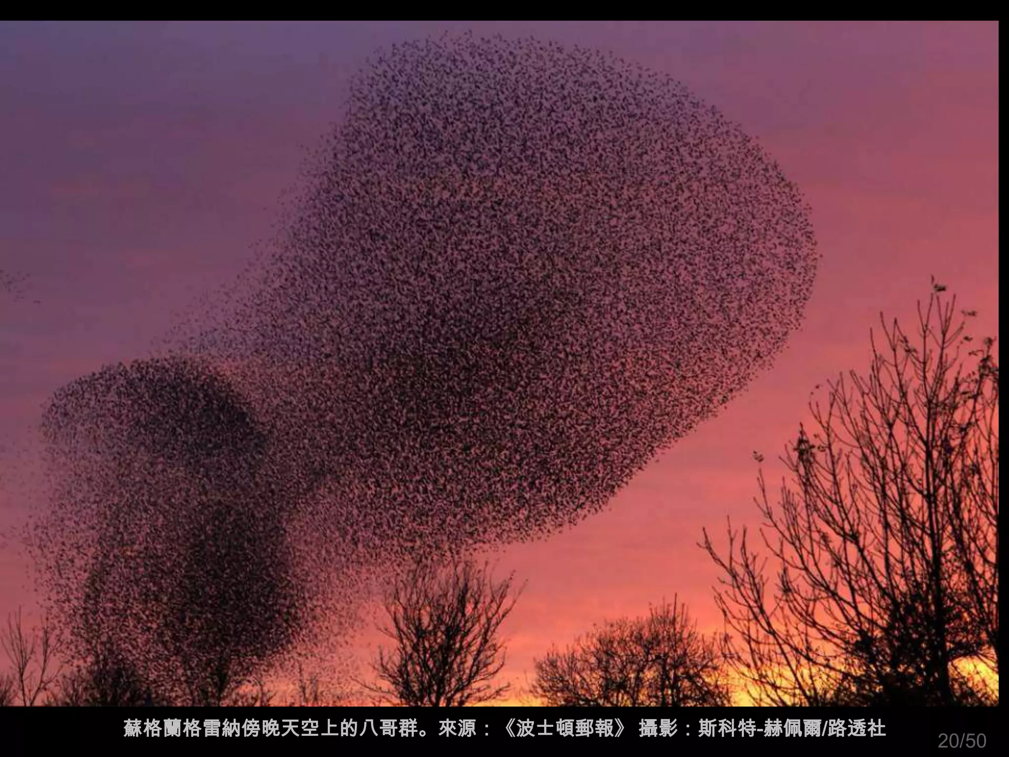 蘇格蘭格雷納傍晚天空上的八哥群。來源：《波士頓郵報》 攝影：斯科特-赫佩爾/路透社
                                            20/50
 