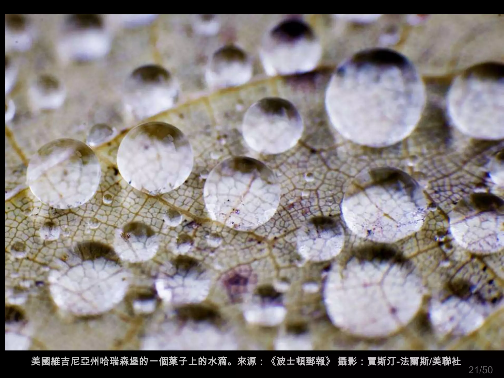 美國維吉尼亞州哈瑞森堡的一個葉子上的水滴。來源：《波士頓郵報》 攝影：賈斯汀-法爾斯/美聯社
                                                 21/50
 