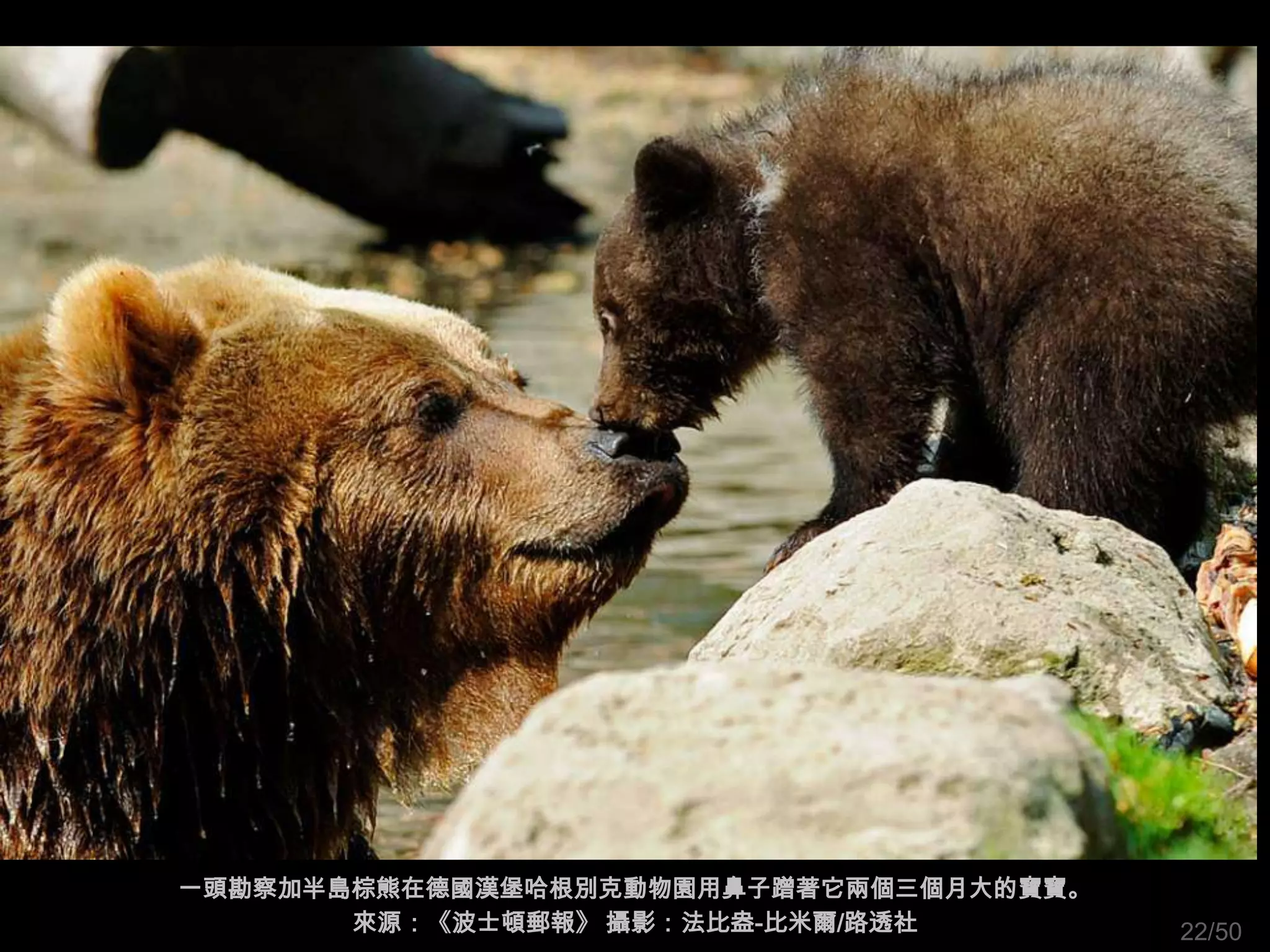 一頭勘察加半島棕熊在德國漢堡哈根別克動物園用鼻子蹭著它兩個三個月大的寶寶。
       來源：《波士頓郵報》 攝影：法比盎-比米爾/路透社        22/50
 