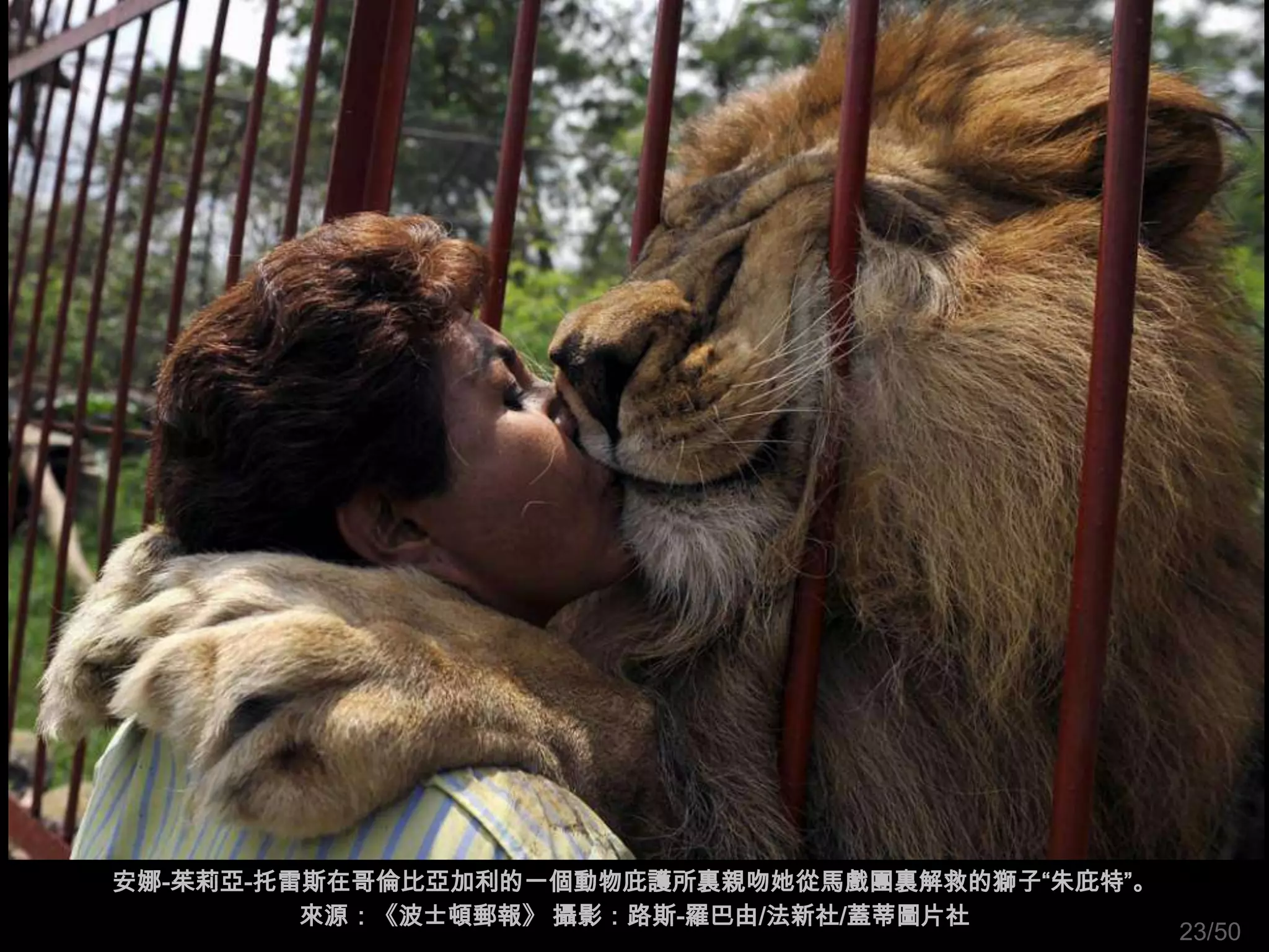 安娜-茱莉亞-托雷斯在哥倫比亞加利的一個動物庇護所裏親吻她從馬戲團裏解救的獅子“朱庇特”。
         來源：《波士頓郵報》 攝影：路斯-羅巴由/法新社/蓋蒂圖片社
                                                23/50
 