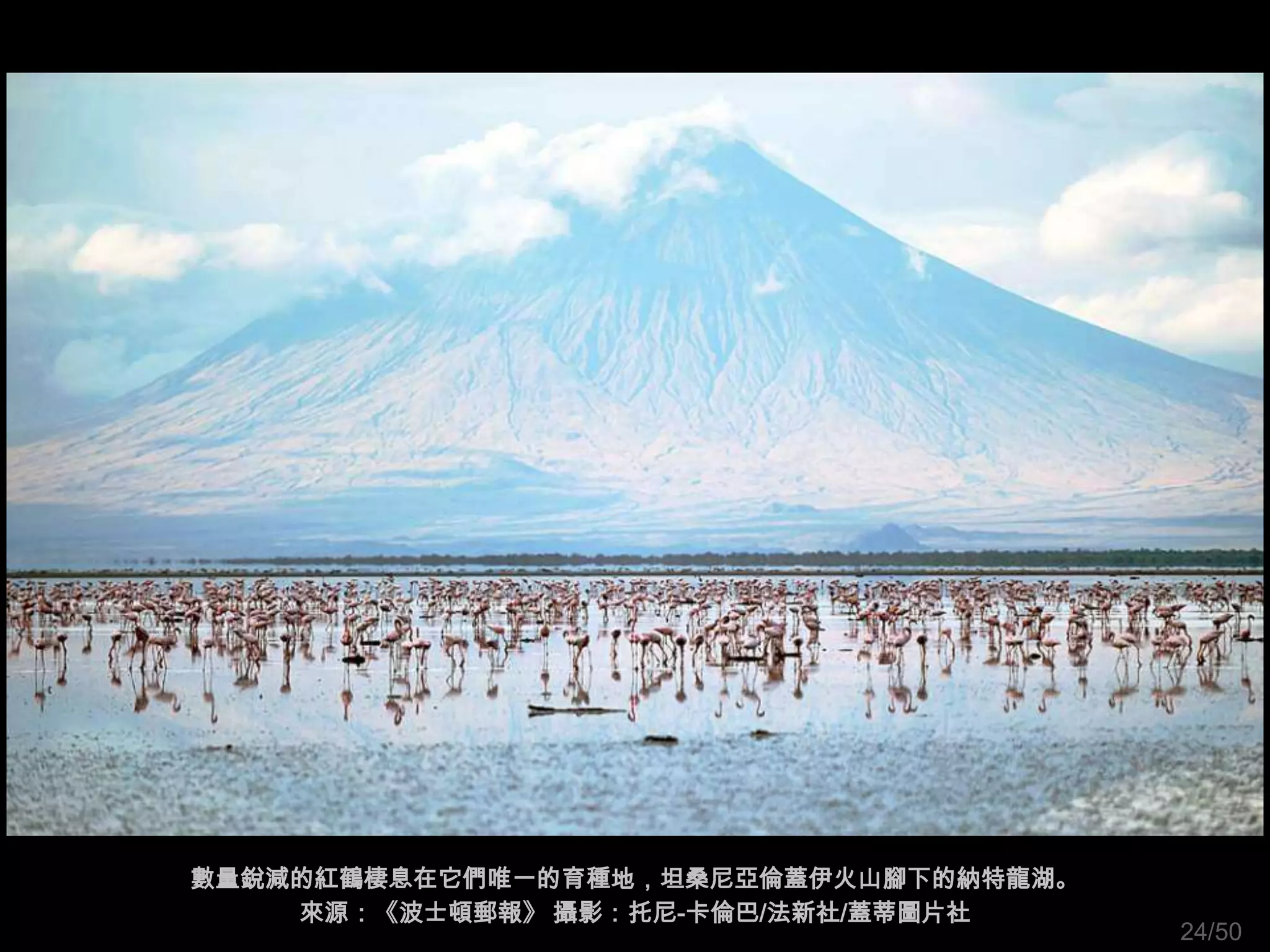 數量銳減的紅鶴棲息在它們唯一的育種地，坦桑尼亞倫蓋伊火山腳下的納特龍湖。
    來源：《波士頓郵報》 攝影：托尼-卡倫巴/法新社/蓋蒂圖片社
                                       24/50
 
