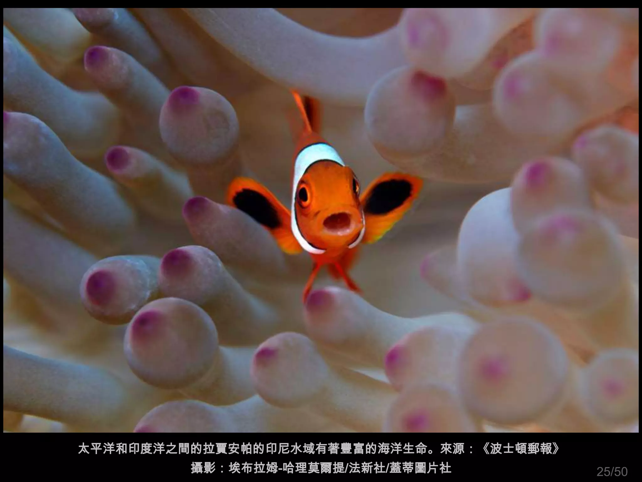 太平洋和印度洋之間的拉賈安帕的印尼水域有著豐富的海洋生命。來源：《波士頓郵報》
         攝影：埃布拉姆-哈理莫爾提/法新社/蓋蒂圖片社          25/50
 