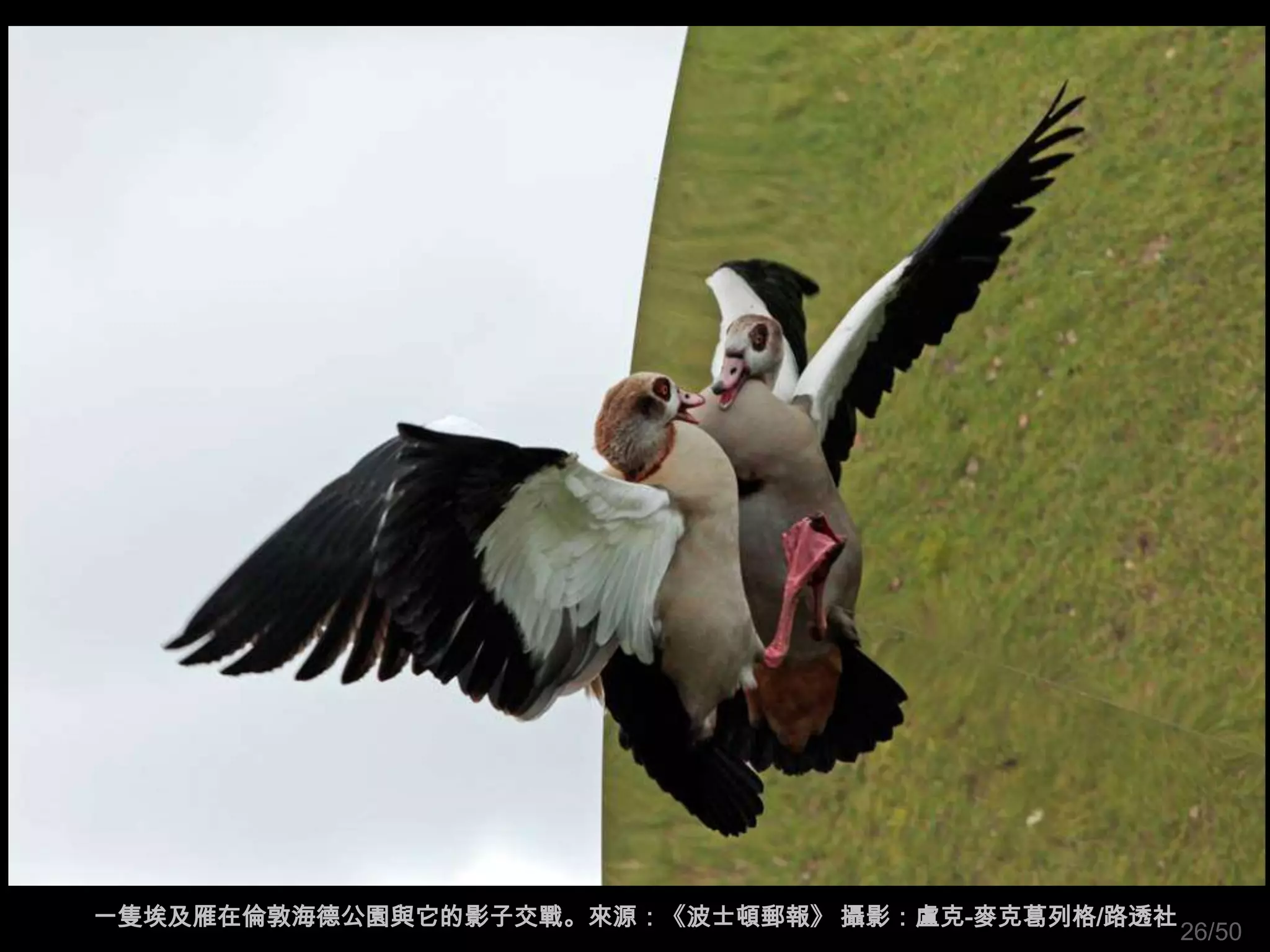 一隻埃及雁在倫敦海德公園與它的影子交戰。來源：《波士頓郵報》 攝影：盧克-麥克葛列格/路透社
                                                 26/50
 