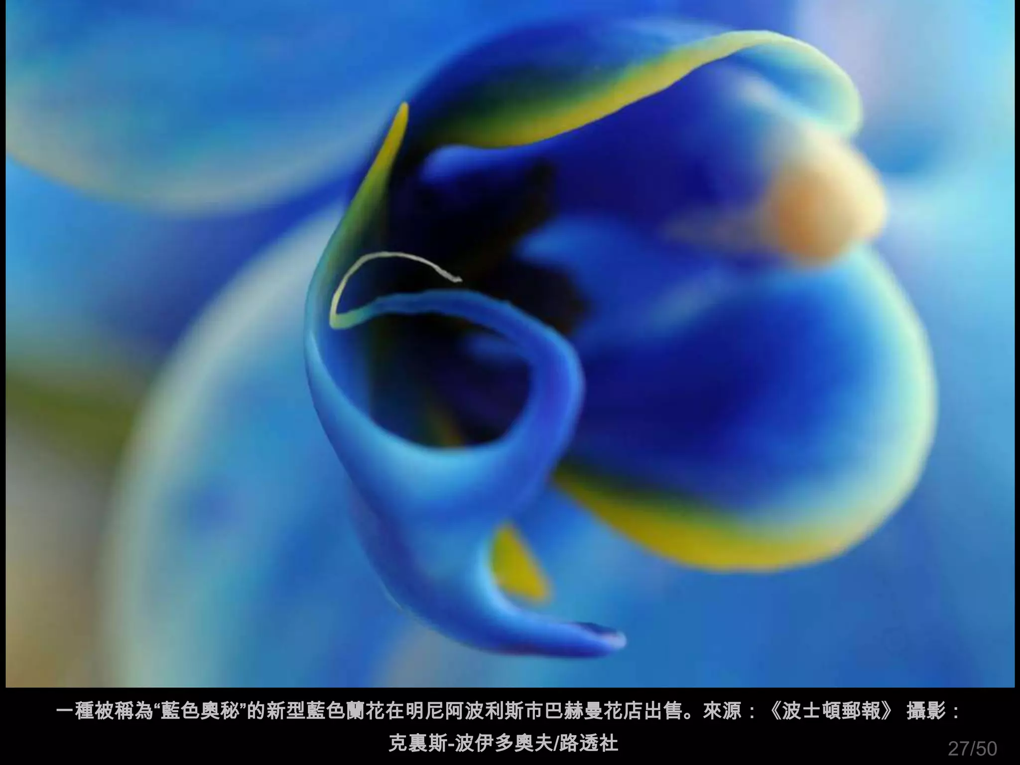 一種被稱為“藍色奧秘”的新型藍色蘭花在明尼阿波利斯市巴赫曼花店出售。來源：《波士頓郵報》 攝影：
                 克裏斯-波伊多奧夫/路透社                 27/50
 