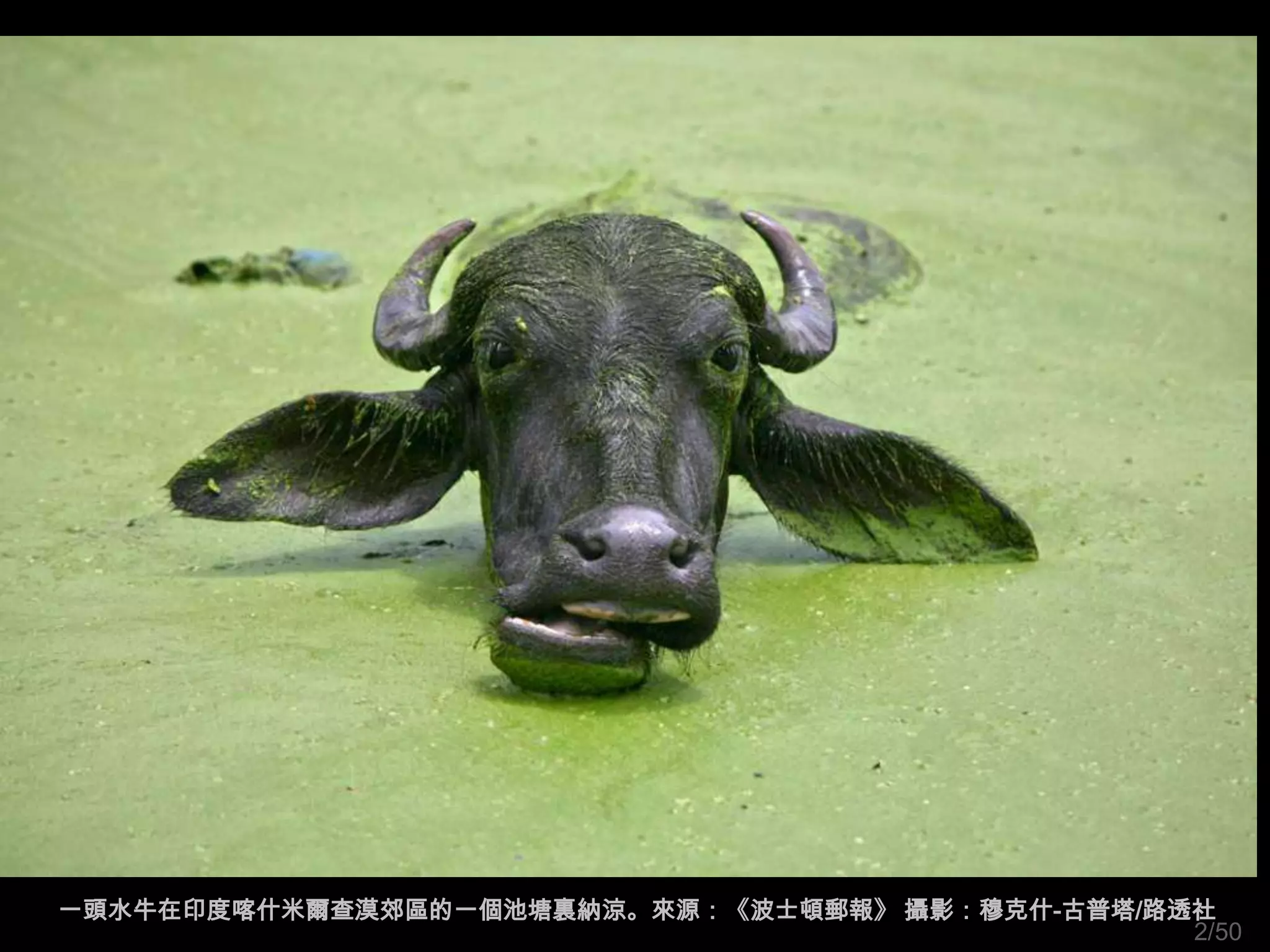 一頭水牛在印度喀什米爾查漠郊區的一個池塘裏納涼。來源：《波士頓郵報》 攝影：穆克什-古普塔/路透社
                                                2/50
 
