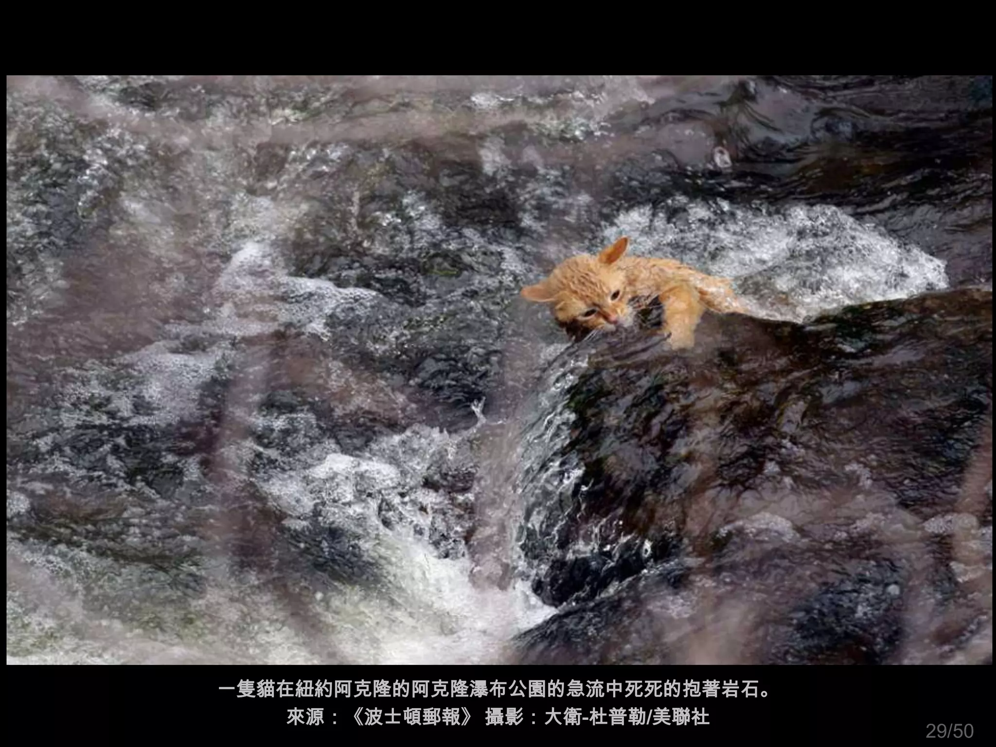 一隻貓在紐約阿克隆的阿克隆瀑布公園的急流中死死的抱著岩石。
    來源：《波士頓郵報》 攝影：大衛-杜普勒/美聯社
                                29/50
 