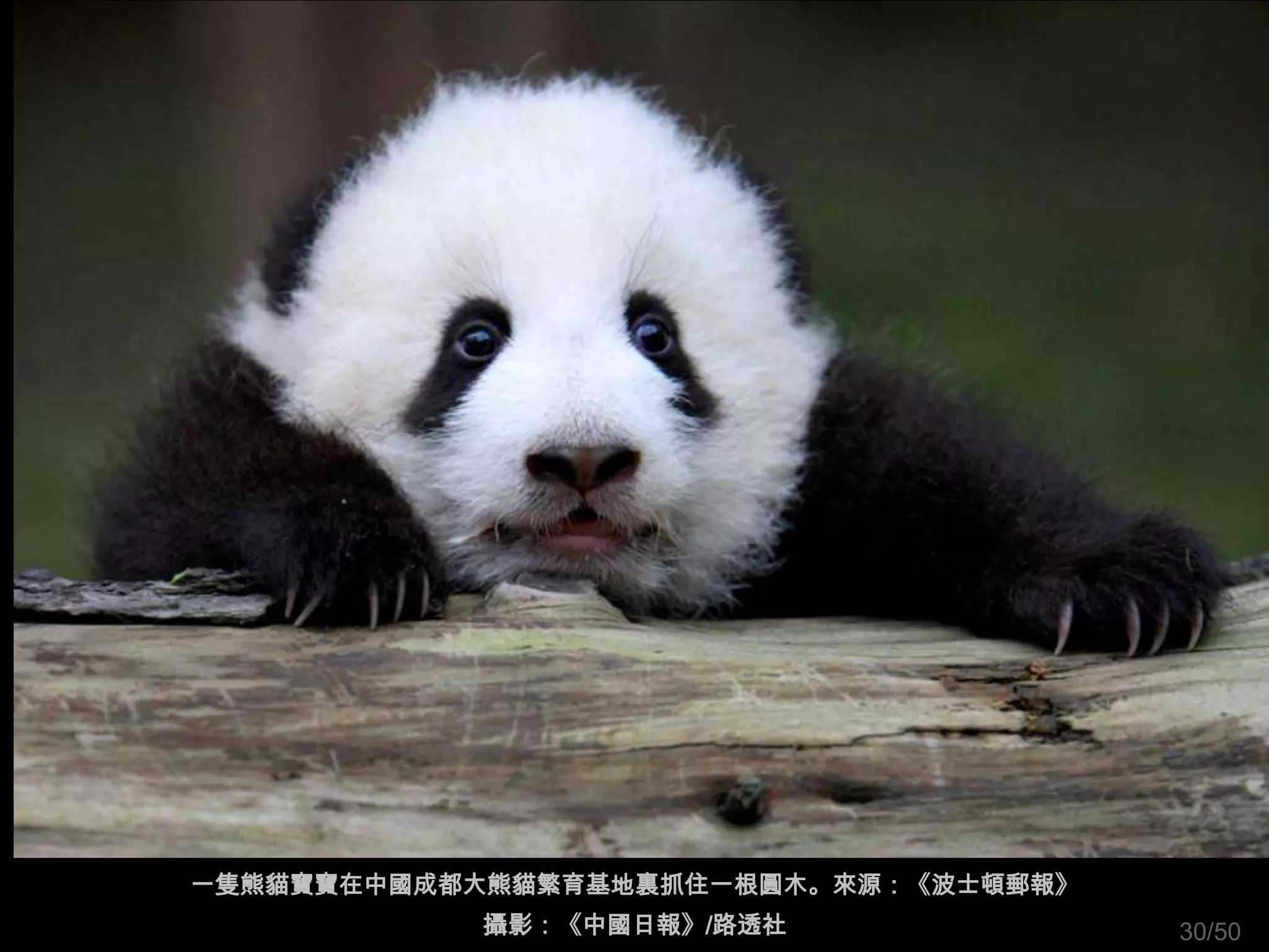 一隻熊貓寶寶在中國成都大熊貓繁育基地裏抓住一根圓木。來源：《波士頓郵報》
           攝影：《中國日報》/路透社               30/50
 