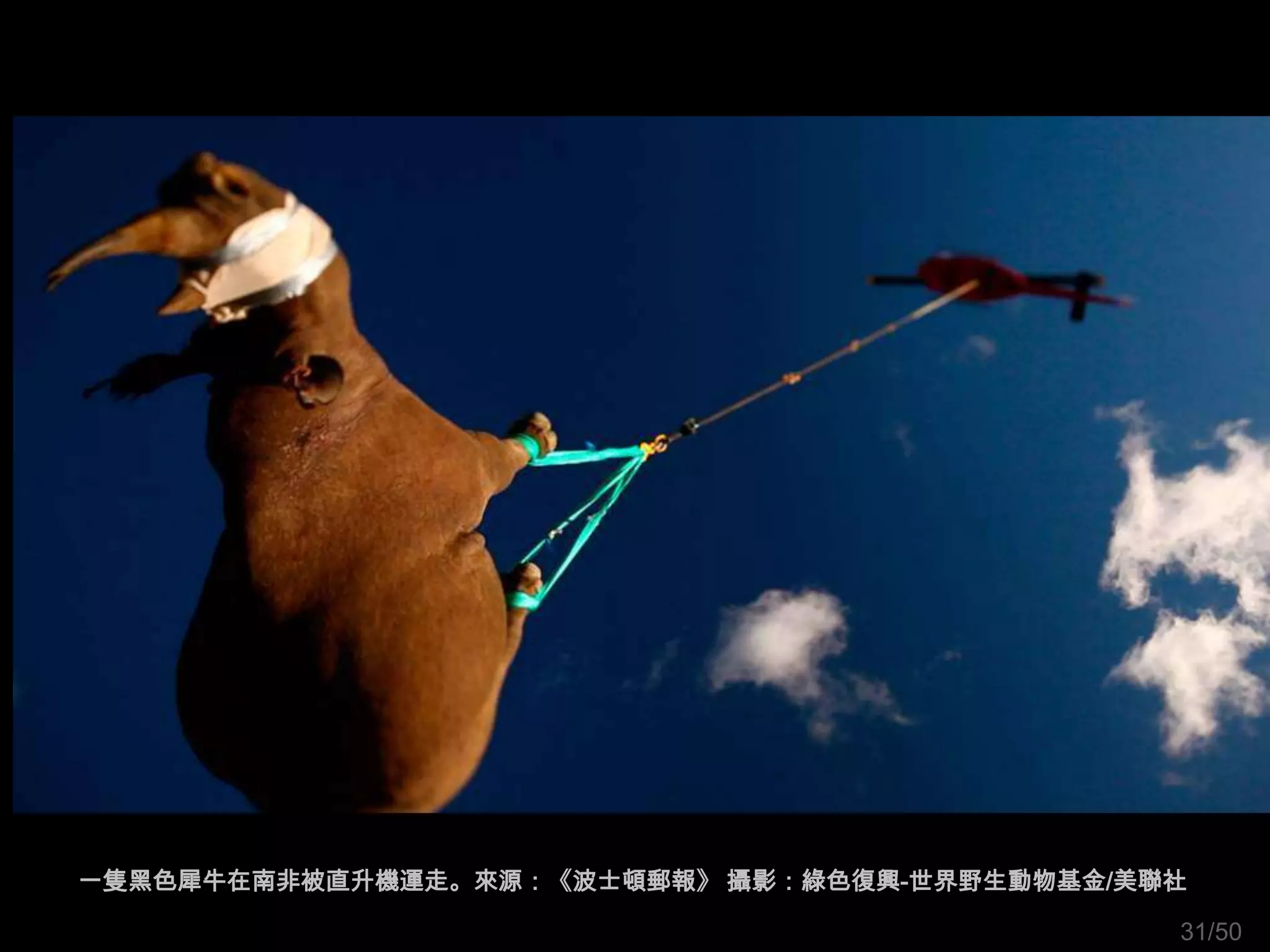 一隻黑色犀牛在南非被直升機運走。來源：《波士頓郵報》 攝影：綠色復興-世界野生動物基金/美聯社

                                              31/50
 
